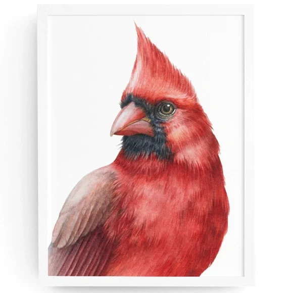 Cardinal Bird Watercolor Wall Art Print Poster Illustration Unframed - Picture 1 of 8